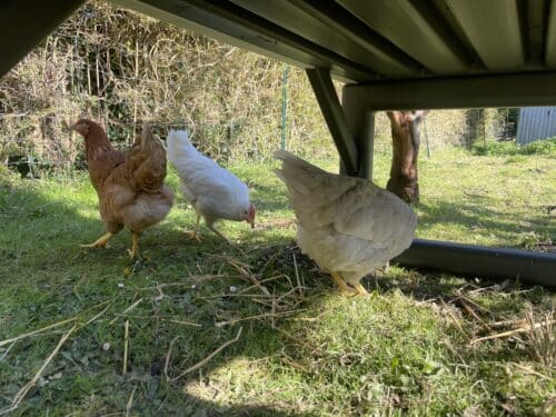 Image #3 de Daphne A.